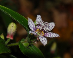 toad lily